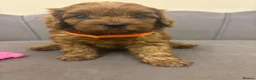 Cavapoo dogs for sale: Stunning F1 Toy Cavapoo Pups - Advert 39