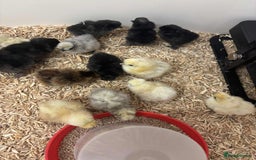 Chickens poultry for sale: Silkie Chicks - Image 1