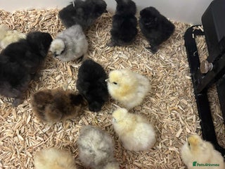 Chickens poultry - Advert 1