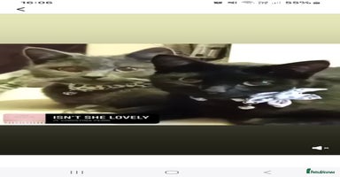 Mixed Breed cats - Advert 7