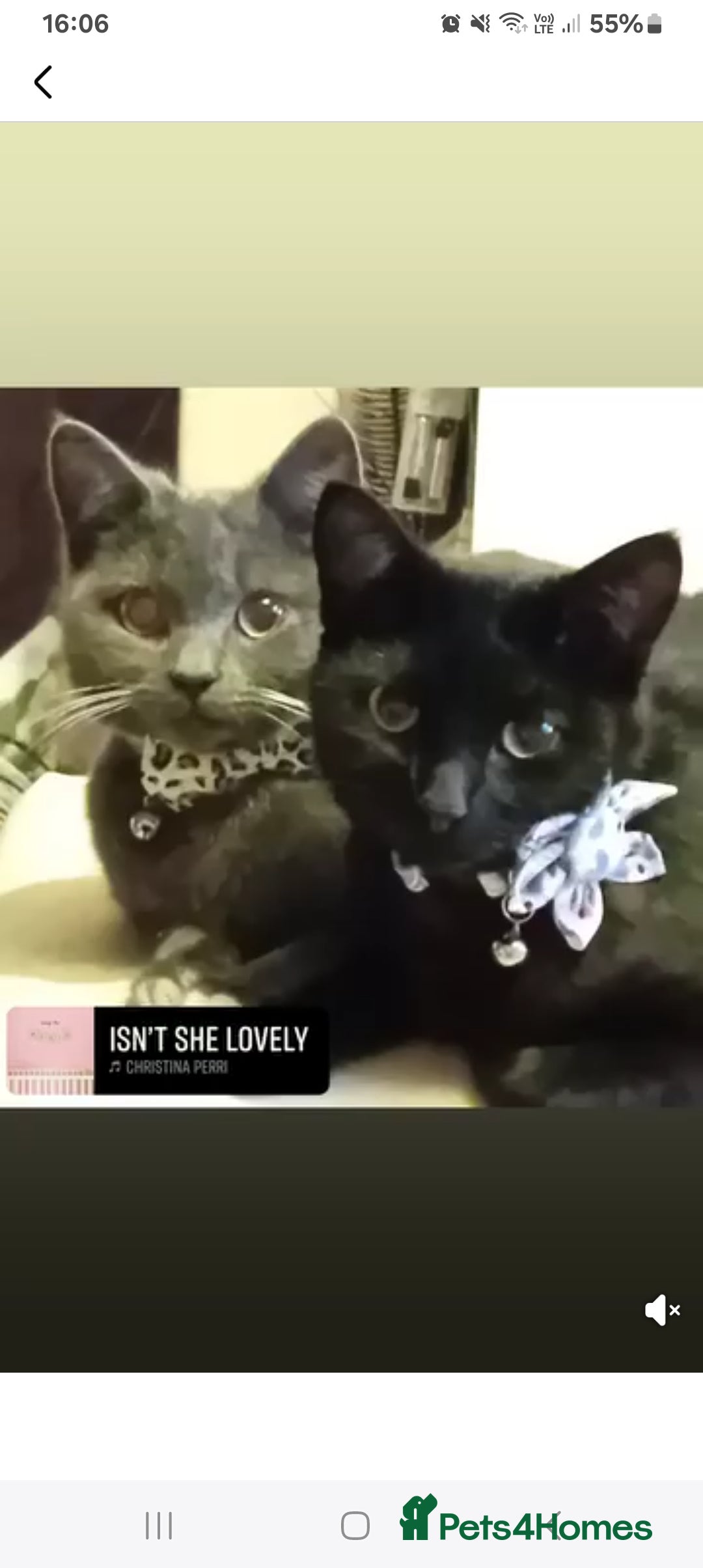 Mixed Breed cats for sale: 3 beautiful kittens looking for their forever home - Image 2