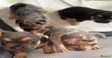 French Bulldog dogs - Advert 11