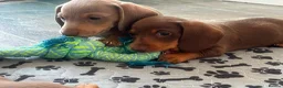 Miniature Dachshund dogs for sale: KC Reg Miniature Dachshund Puppies For Sale - Advert 33