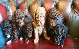 Cavapoo dogs for sale: Gorgeous f1bb Multicolour Cavapoo pups - Image 9