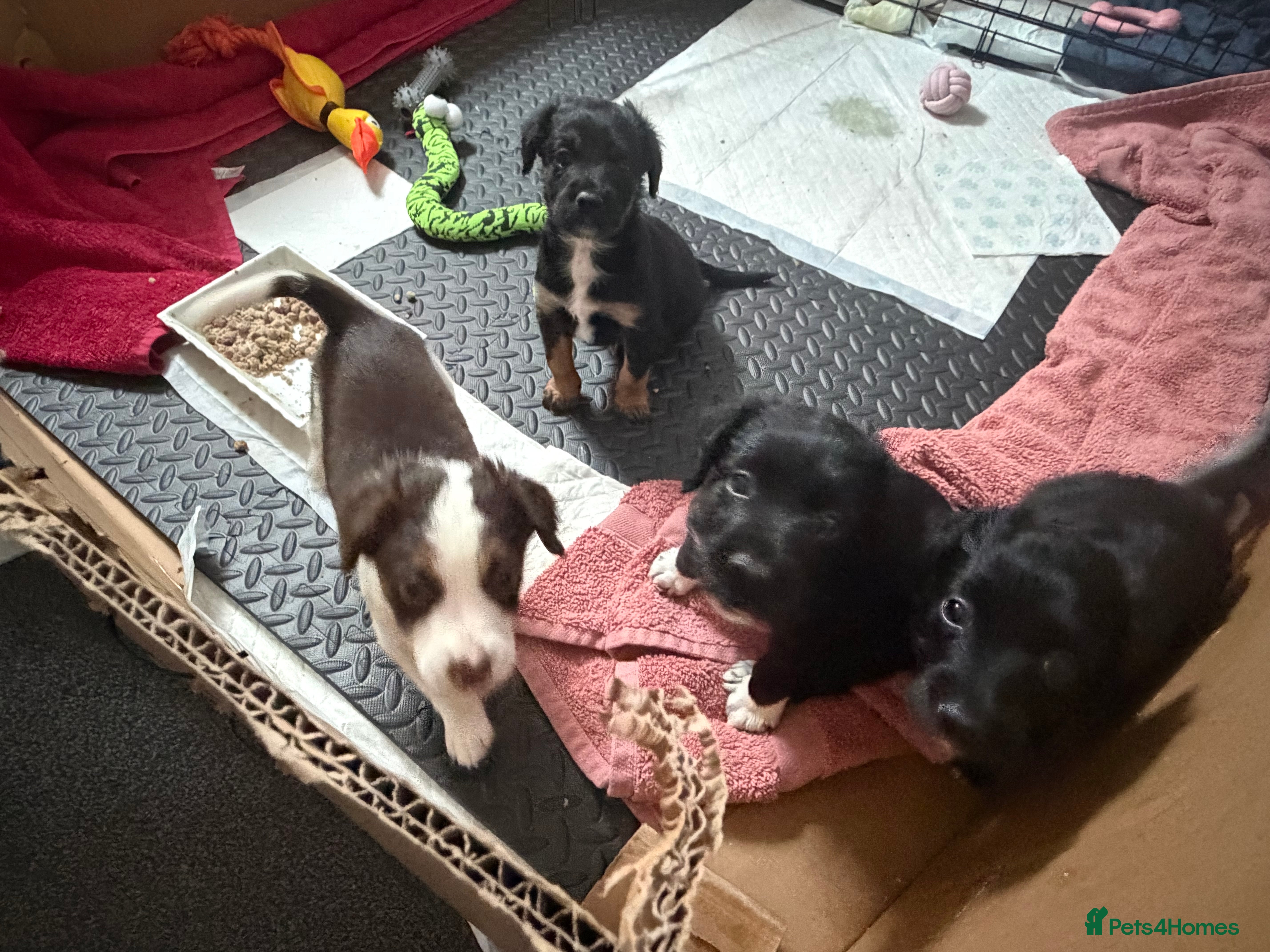 Mixed Breed dogs Lovely Cockapoo/Border Collie puppies in Abergavenny - Advert 1