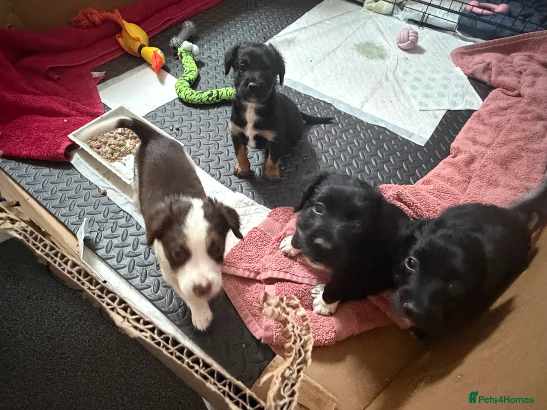 Mixed Breed dogs for sale: Lovely Cockapoo/Border Collie puppies in Abergavenny - Advert 1