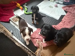 Mixed Breed dogs Lovely Cockapoo/Border Collie puppies in Abergavenny - Advert 1