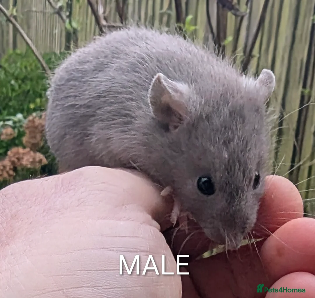 Rat rodents for sale: Baby rats various breeds available 5-10 weeks old - Advert 1