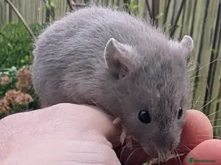 Rat rodents Baby rats various breeds available - Advert 19