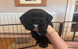 Cocker Spaniel dogs for sale: 4 cocker spaniel puppies, mum and dad family pets - Advert 11