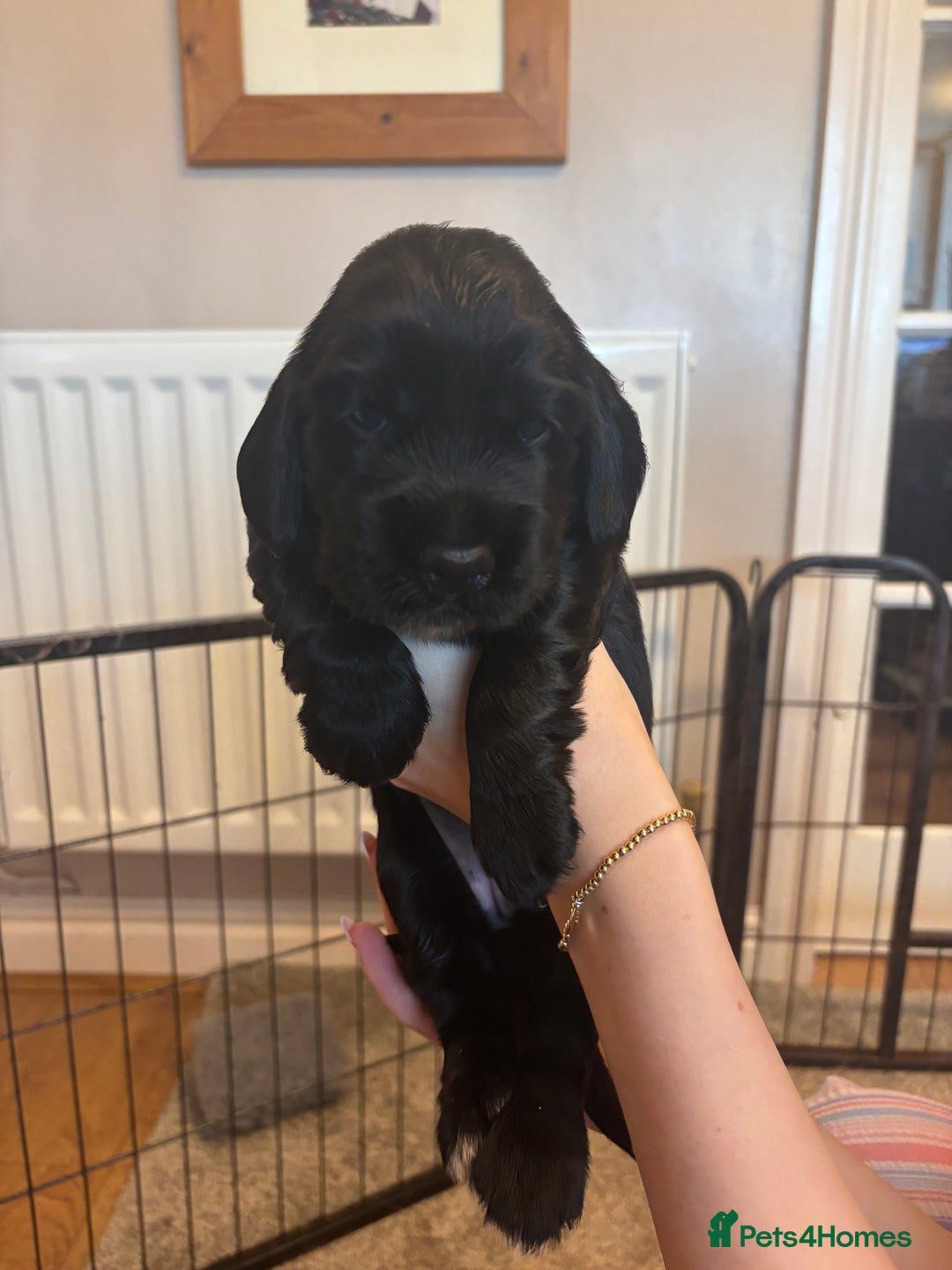 Cocker Spaniel dogs for sale: 4 cocker spaniel puppies, mum and dad family pets - Advert 11