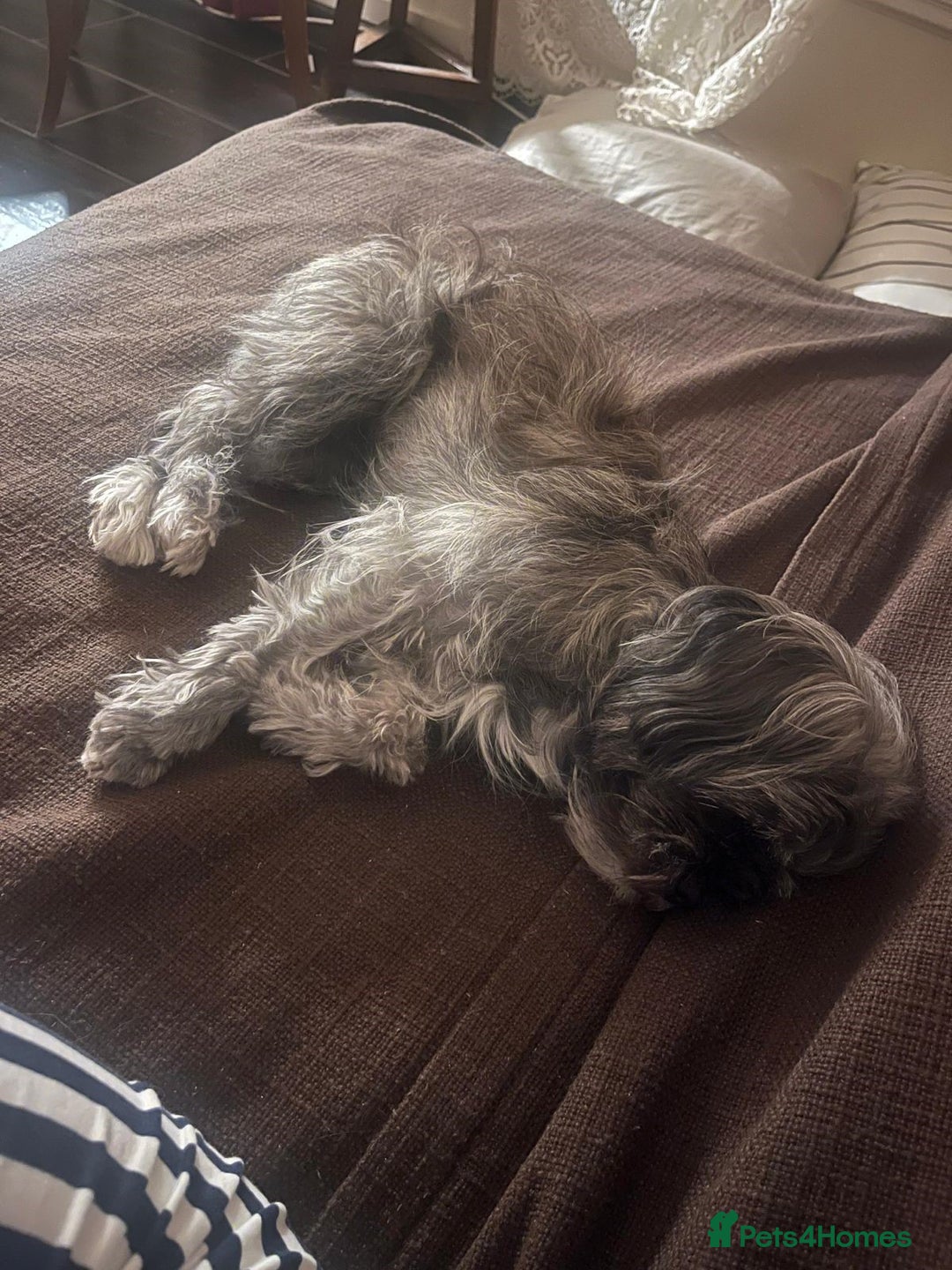 Mixed Breed dogs for sale: Lili - A Tiny Rescue Terrier Mix Angel 💕  - Image 7