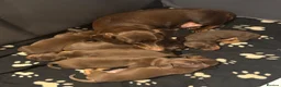 Miniature Dachshund dogs for sale: Stunning litter short hair mini dax  - Advert 8