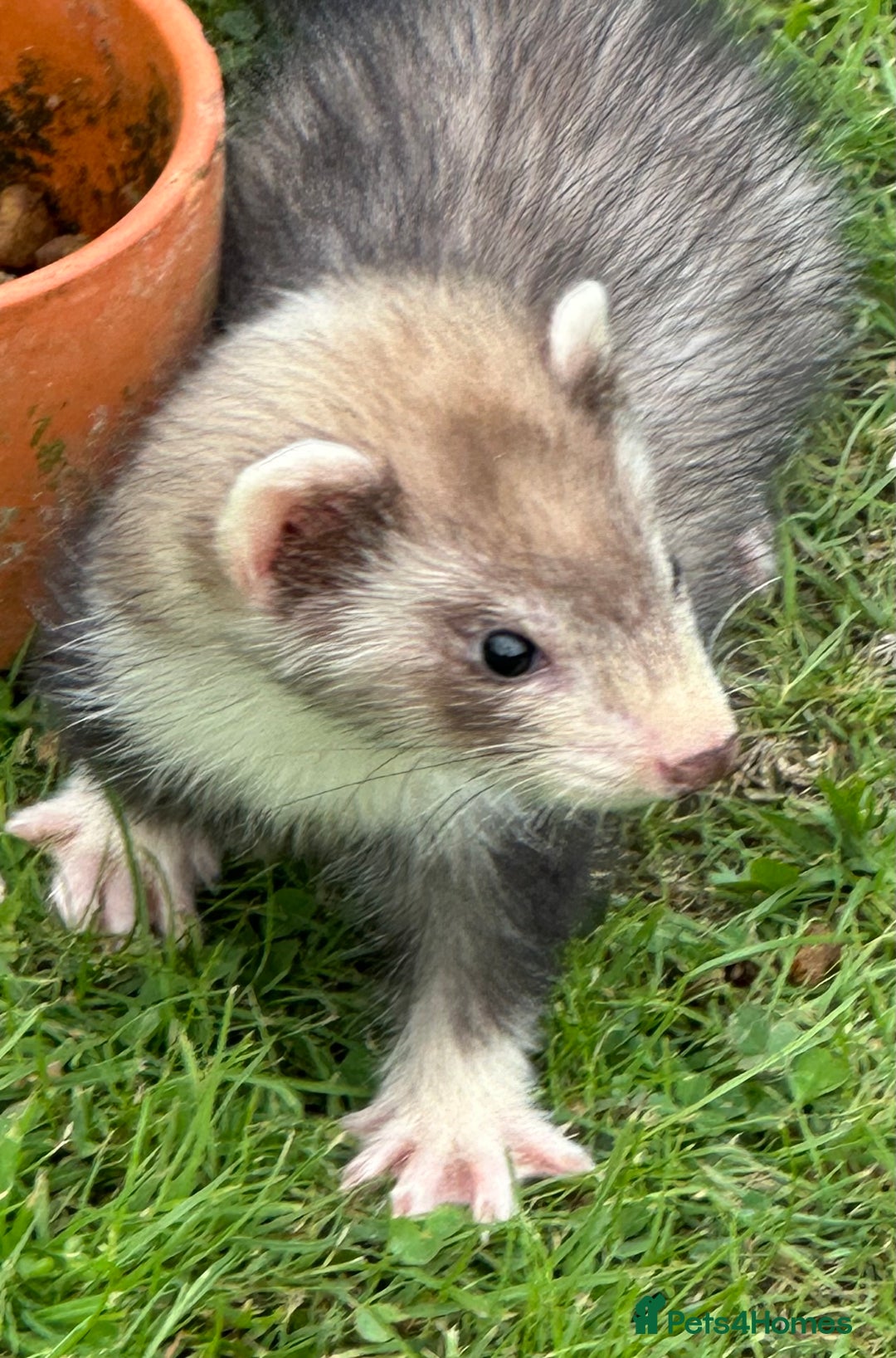 Ferret rodents for sale: Ferrets for sale - Image 4