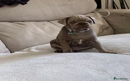Pug dogs for sale:  looking to rehome my pug - Image 1