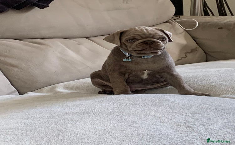 Pug dogs - Advert 7