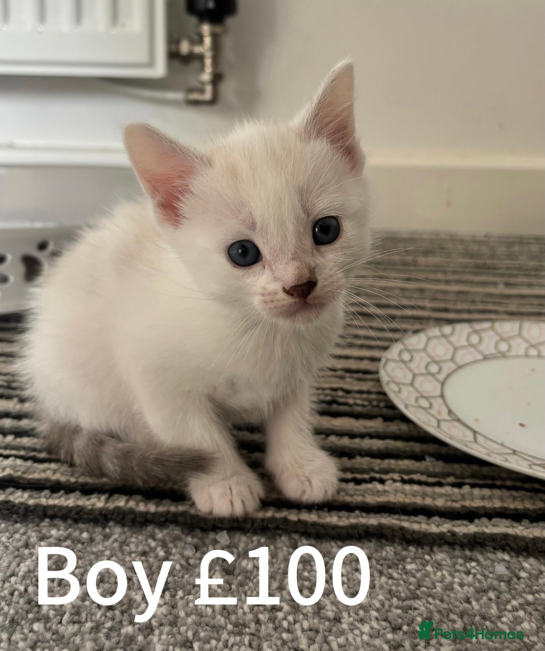 Mixed Breed cats for sale: Mixed/ragdoll kittens  - Image 3