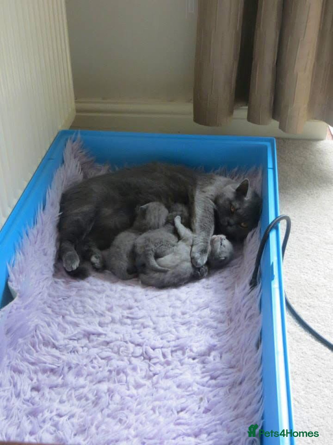 British Shorthair cats for sale: Blue British Shorthair Kittens  - Advert 9