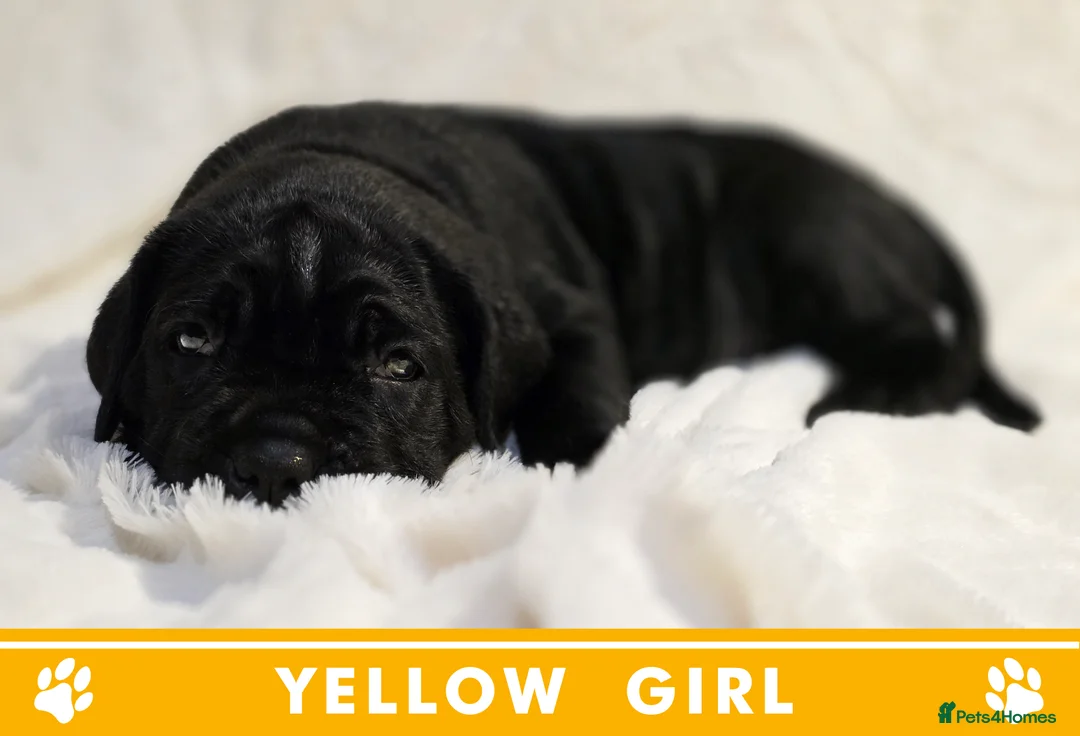 Cane Corso dogs for sale: ⭐️Cane Corso Pups⭐️Pure Championship Genes🏆 - Advert 21