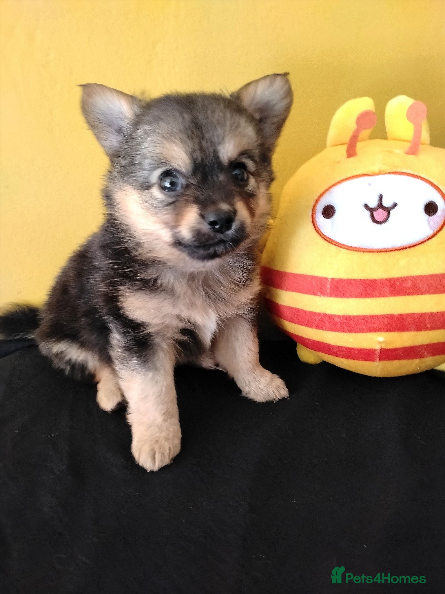 Pomchi dogs Pomchi puppies for sale - Advert 7