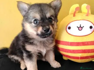 Pomchi dogs Pomchi puppies for sale - Advert 1