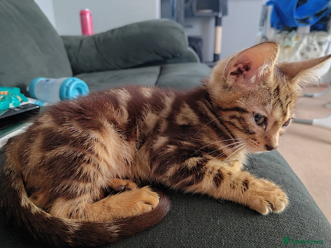 Bengal cats for sale: Bengal cross kitten, male 8 months - Advert 4