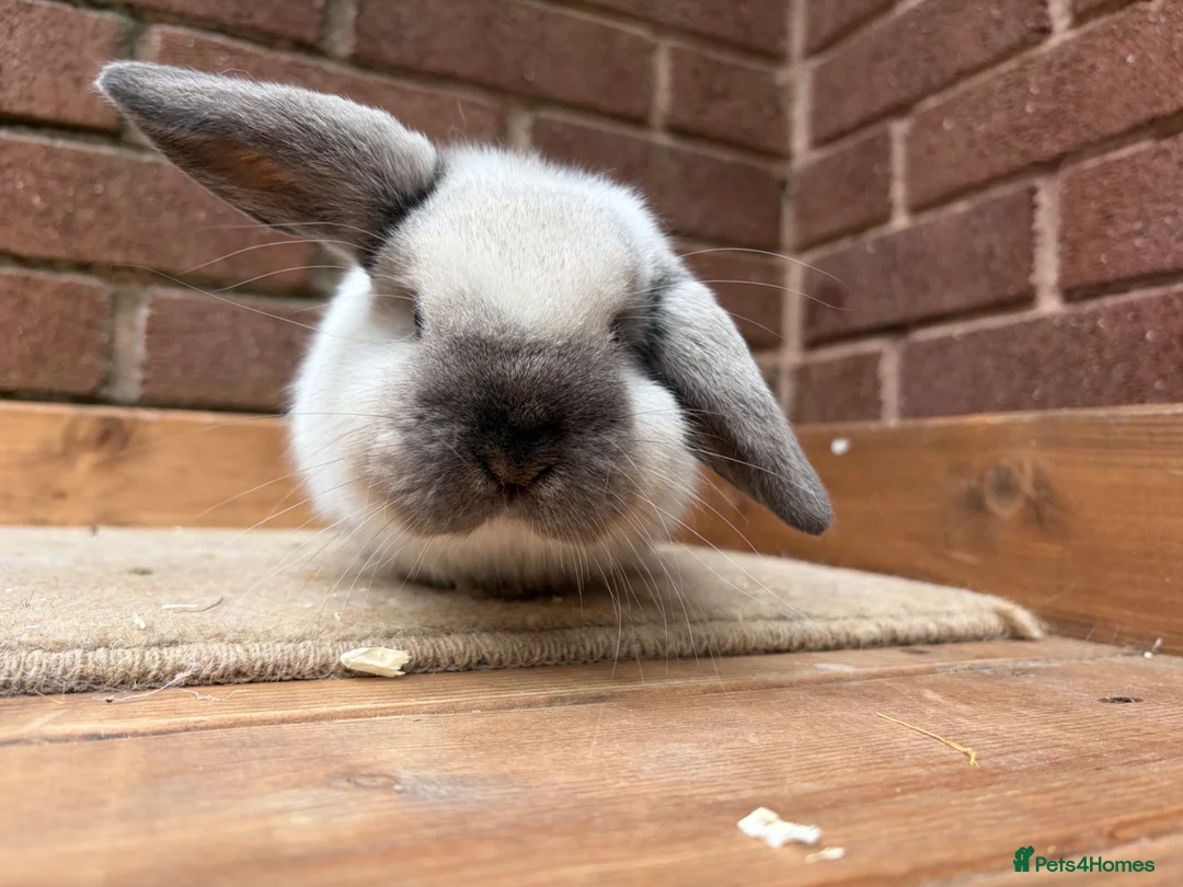 Mini Lop rabbits for sale: Seal point buck  - Advert 5
