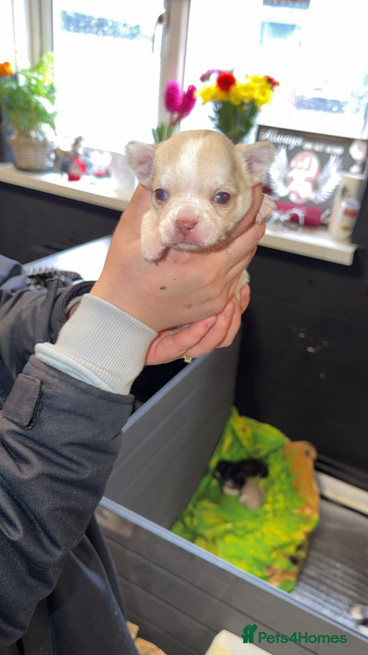 Chihuahua dogs 🌺Chihuahua puppies 🌺 - Advert 4