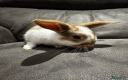 Mini Lop rabbits for sale: Stunning Mini Lop Bucks  - Image 18