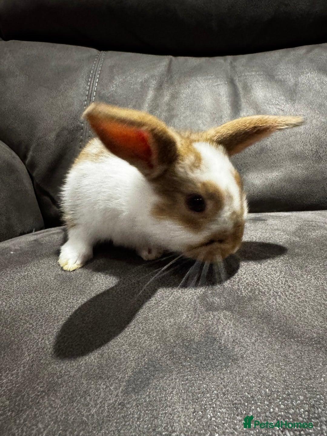 Mini Lop rabbits for sale: Stunning Mini Lop Bucks  - Image 18