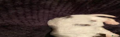Male - Pudding