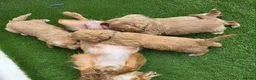 Cockapoo dogs for sale: Beautiful cockerpoo pups in Dorchester - Advert 4