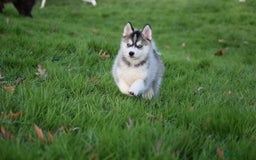 Pomsky dogs for sale: Perfect blue eyed F3 male Pomsky puppy - Advert 4