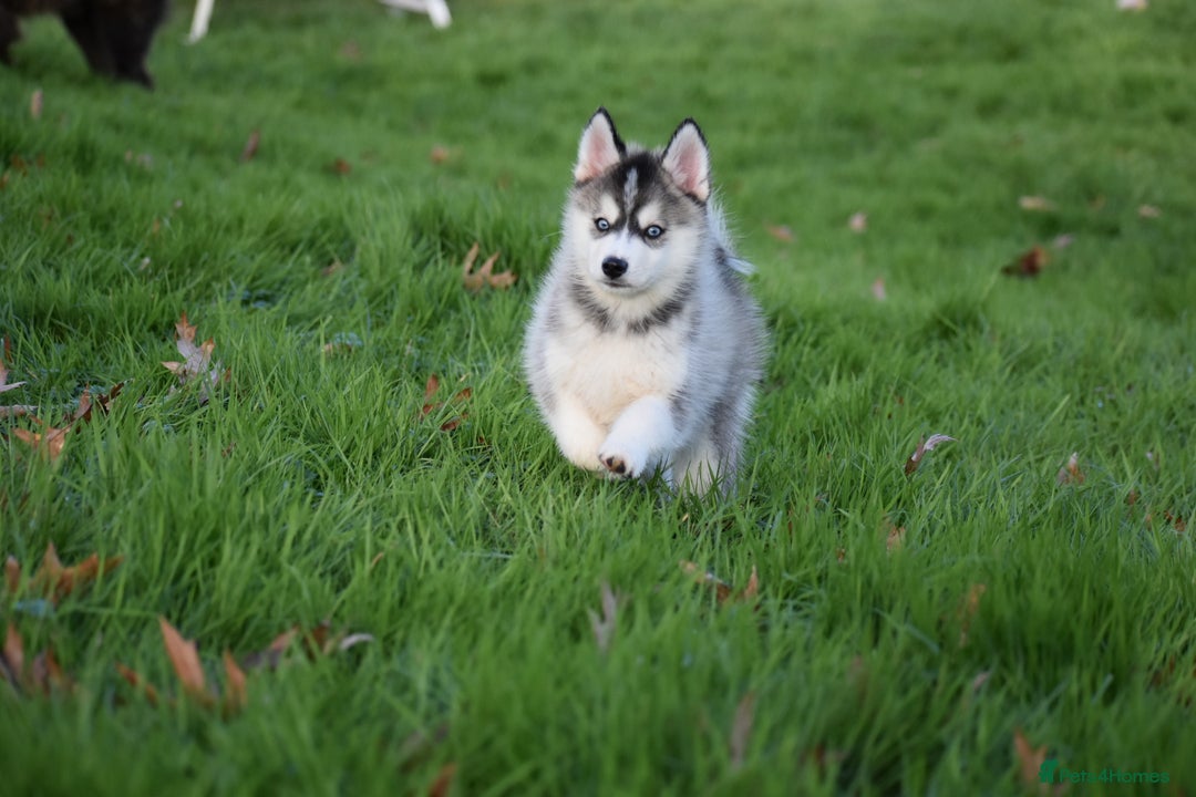Pomsky dogs for sale: Perfect blue eyed F3 male Pomsky puppy - Advert 4