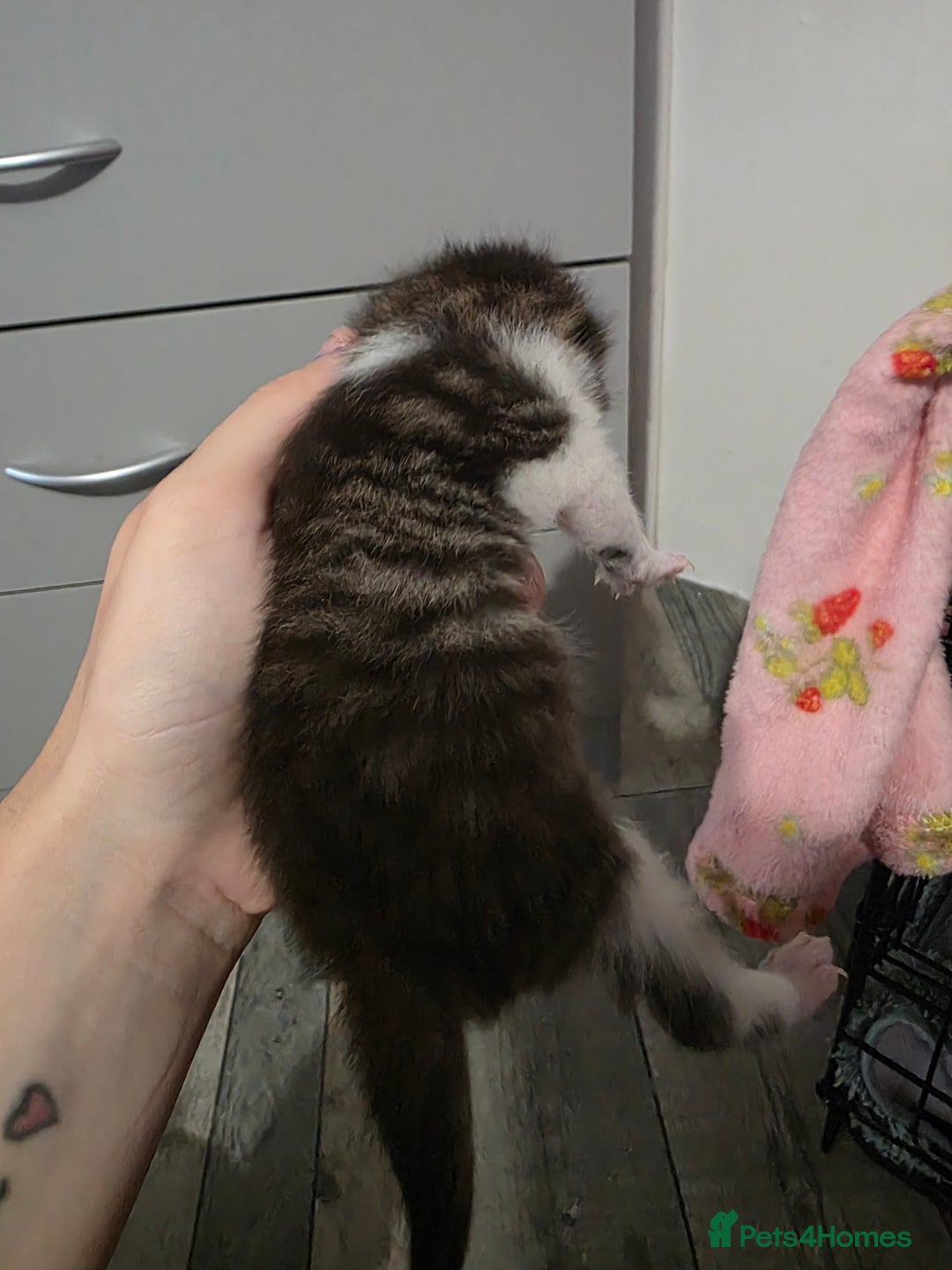 Mixed Breed cats for sale: Beautiful Fluffy Kittens 2 Boys 1 Girl - Image 12