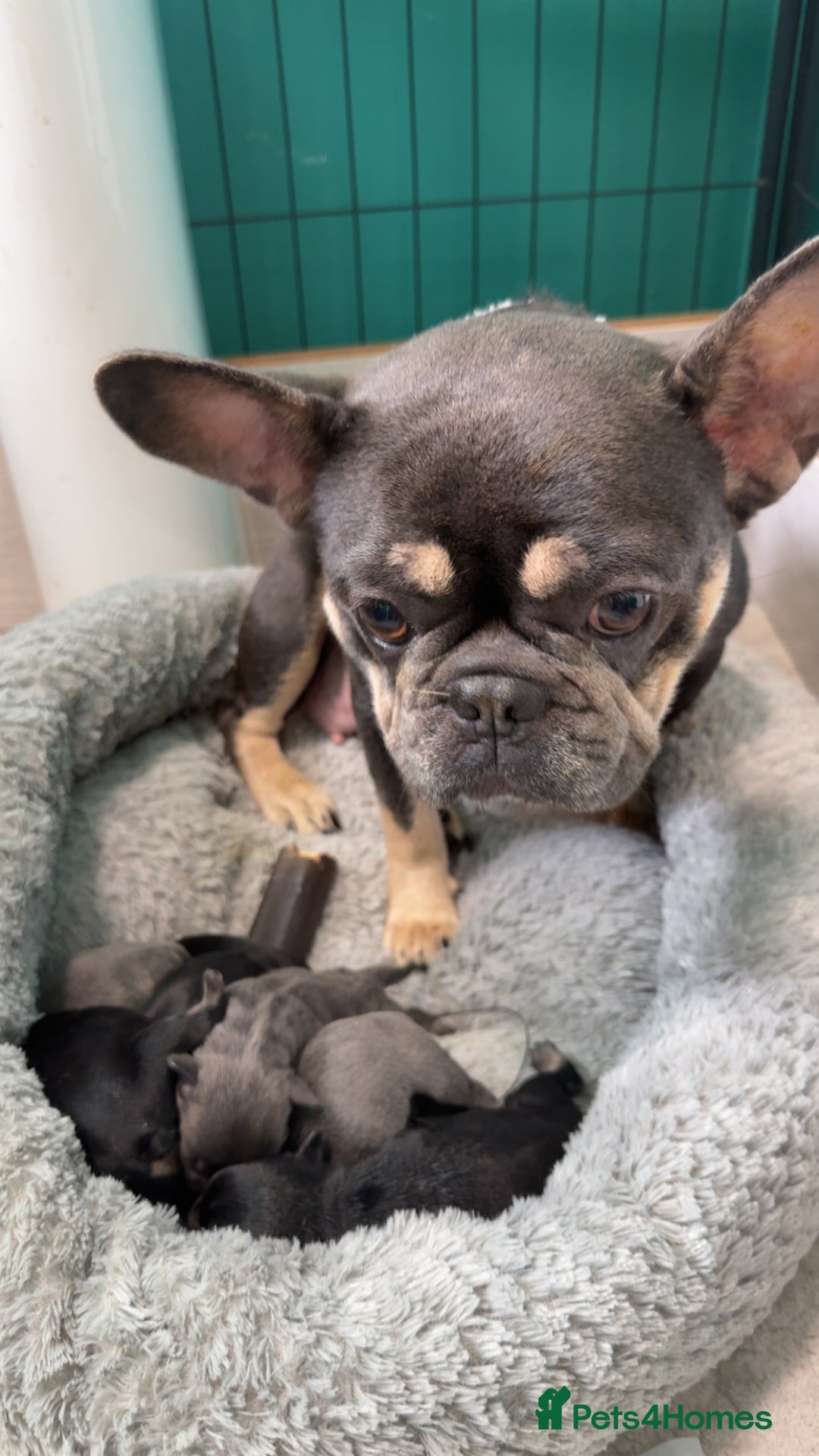 Frug dogs for sale: Frug puppys - Advert 4