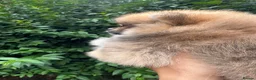 Pomeranian dogs for sale: 🏆KC Poms Russian/Taiwan bloodlines champion 🏆 - Advert 21