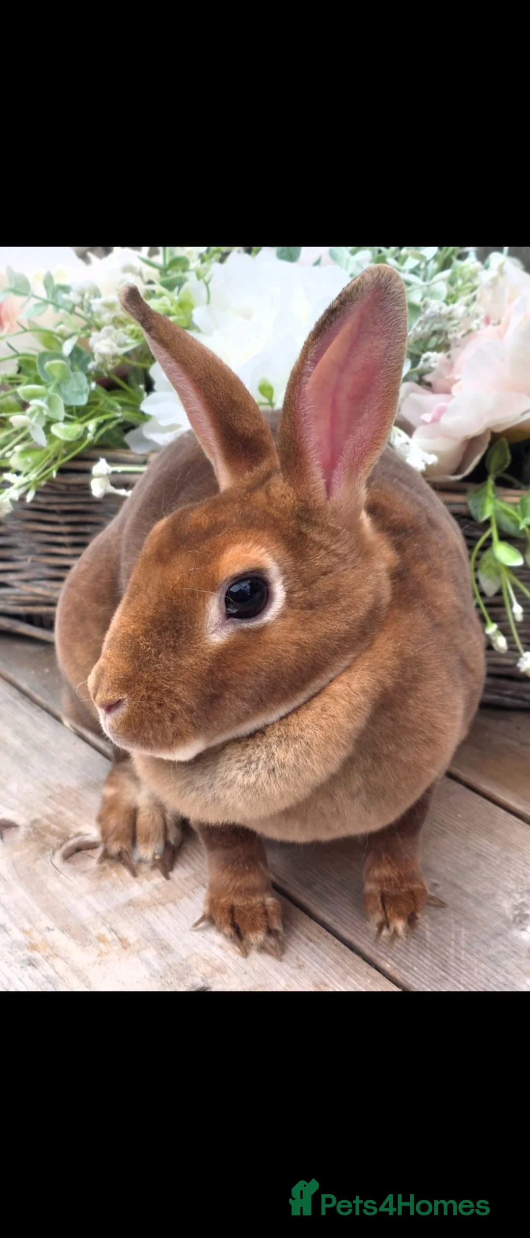 Rex rabbits for sale: Cinnamon Mini Rex Doe Available  - Advert 1