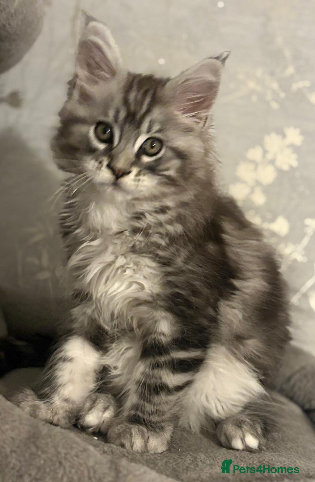 Maine Coon cats for sale: Ready to leave quality Maine coon kittens - Advert 12