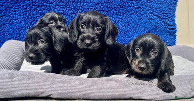 Dachshund dogs - Advert 2