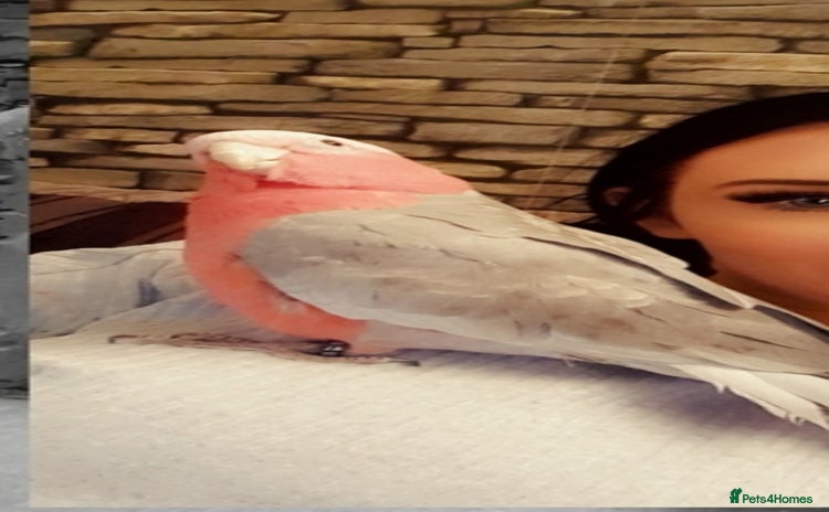 Cockatoo birds - Advert 1