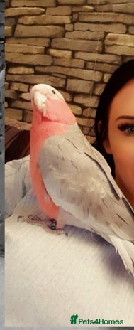 Cockatoo birds - Advert 3