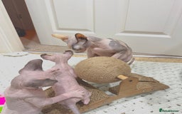 Sphynx cats for sale: Beautiful Pure Sphynx Kittens – Ready Now! - Image 23