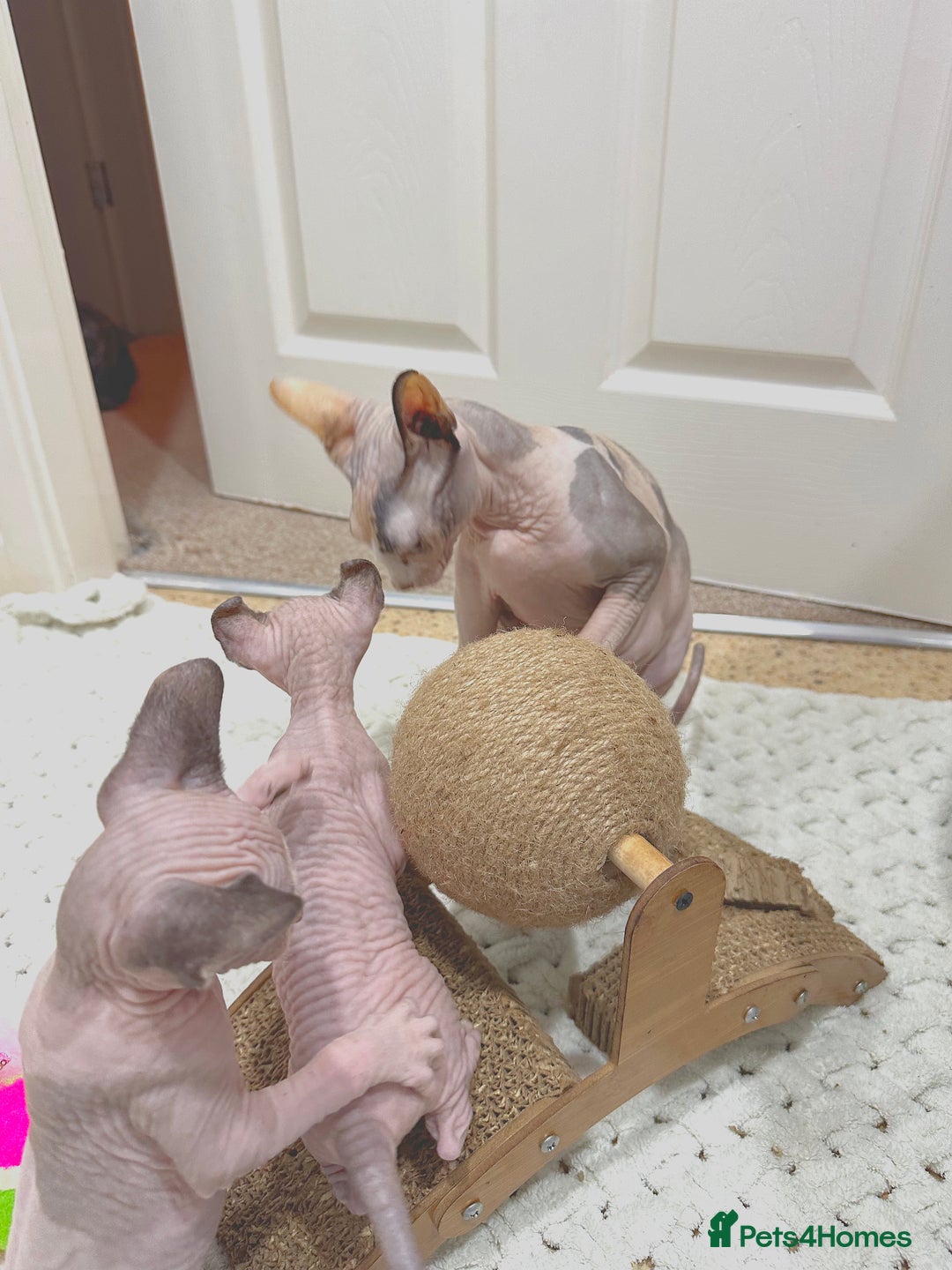 Sphynx cats for sale: Beautiful Pure Sphynx Kittens – Ready Now! - Image 23