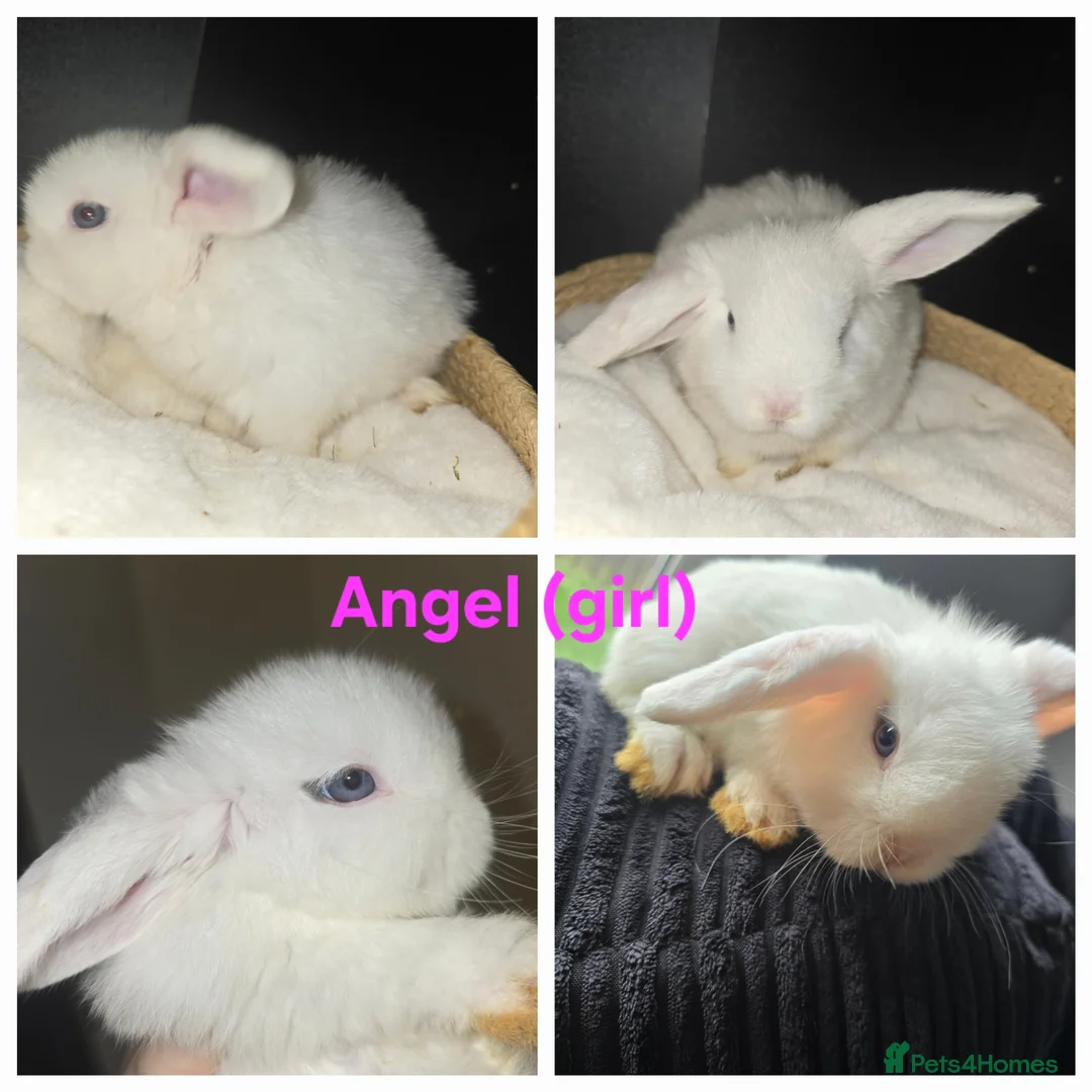 Mini Lop rabbits for sale: Gorgeous Mini lops - Advert 2