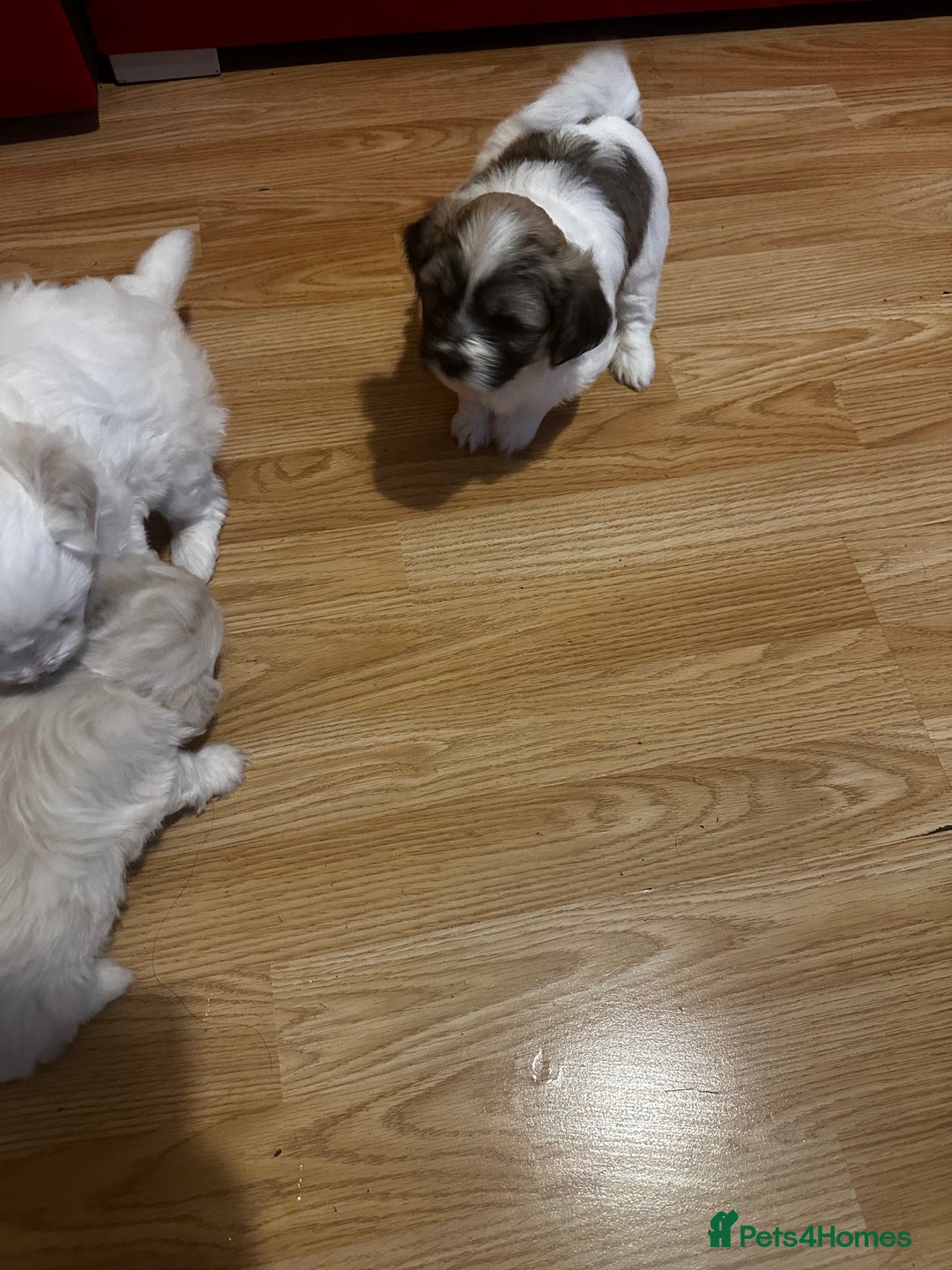 Zuchon dogs for sale: Zuchon puppies for sale  - Image 9