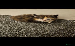 Mixed Breed cats for sale: Half ragdoll kittens - Image 3