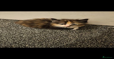 Mixed Breed cats - Advert 12