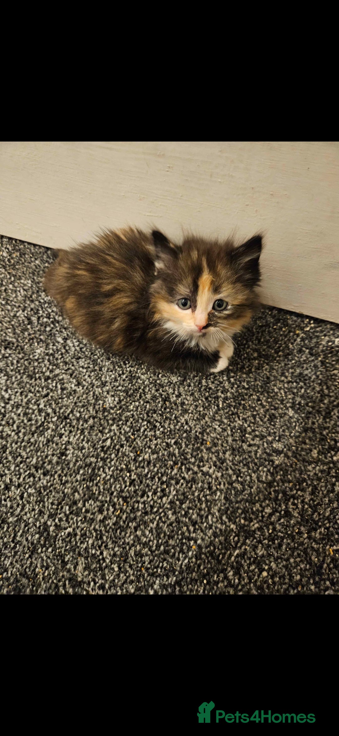 Mixed Breed cats for sale: Half ragdoll kittens - Image 3