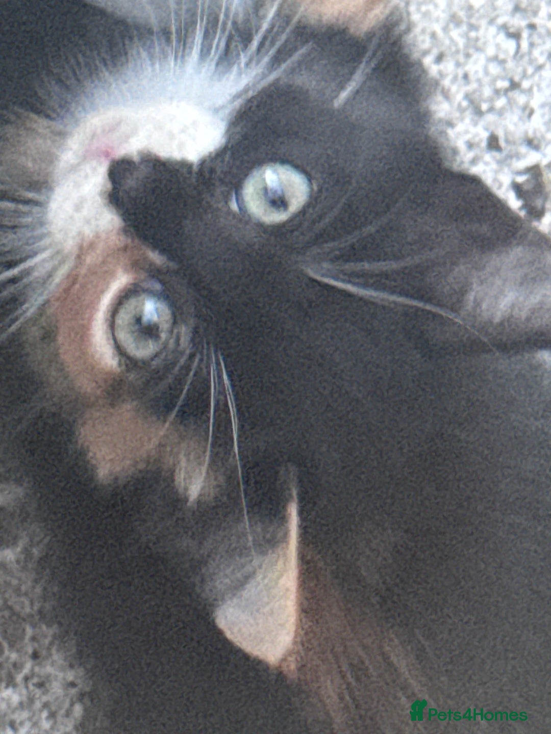 Mixed Breed cats for sale: cute kittens  - Image 18